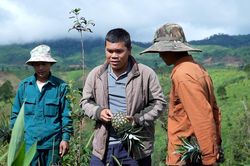Chương trình MTQG 1719: Miền núi bền vững - cả nước cùng chung tay