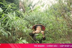 Bí quyết giúp cây hoa nở đúng dịp Tết