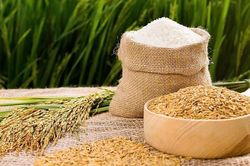 Giá lúa gạo hôm nay 6/1: Gạo nguyên liệu tăng nhẹ, xuất khẩu khởi sắc