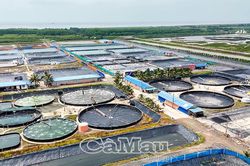 Khoa học - Công nghệ, động lực phát triển ngành tôm