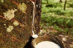 Giá cao su ngày 7/1: Thị trường phân hóa mạnh, mủ nội địa ổn định ở mức 440 đồng