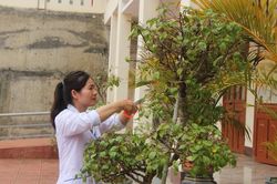 'Xanh hóa' không gian y tế
