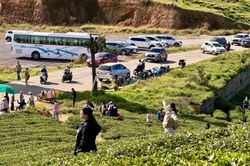 Đà Lạt: Đồi chè Cầu Đất thu hút giới trẻ check-in những ngày đầu năm