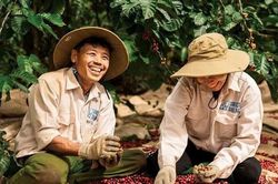 Giá cà phê hôm nay 8/1 tăng mạnh 1.000 đồng/kg, áp sát mốc 100.000 đồng