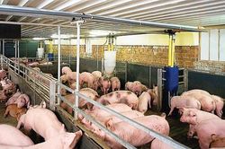 Cận Tết, giá heo hơi nhích lên, thị trường vào mùa cao điểm