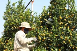 Thủ phủ quất Tứ Liên tất bật vào vụ Tết Bính Ngọ 2026, nhiều vườn đã bán tới 50%