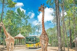 Vinpearl Safari Phú Quốc: Trải nghiệm nhốt người thả thú độc bản tại đảo Ngọc