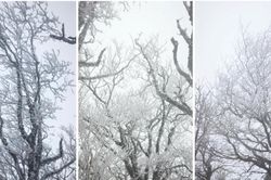 Băng giá đỉnh Phia Oắc, Mẫu Sơn, Y Tý thu hút du khách
