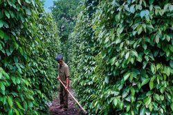 Giá tiêu hôm nay 11/1: Thị trường nội địa neo cao 152.500 đồng/kg bất chấp áp lực thế giới