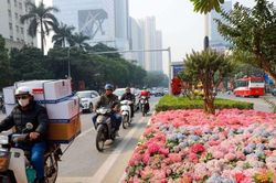Hà Nội: Ngỡ ngàng dải hoa cẩm tú cầu bung nở rực rỡ trên đường phố Thủ đô
