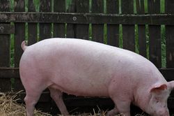 Giá heo hơi hôm nay 12/1/2026: 3 miền duy trì ngưỡng an toàn 72.000 đồng/kg