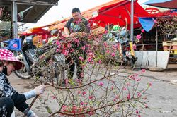 Đào, quất gọi Xuân về sớm, tiểu thương phấn khởi vào vụ Tết
