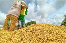 Giá lúa gạo hôm nay 13/1: Thị trường đi ngang, lúa Đài Thơm 8 giữ mức 8.750 đồng