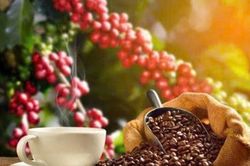 Giá cà phê hôm nay 13/1: Robusta tăng trở lại, thị trường nội địa giữ mức 97.800 đồng/kg