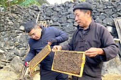 Bảo vệ thương hiệu mật ong Bạc hà