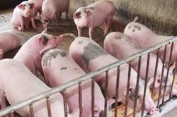 Giá heo hơi ngày 15/1: Đồng loạt tăng mạnh, chạm mốc 76.000 đồng/kg trước kỳ nghỉ Tết