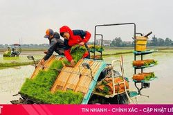 Triển khai 4.000 ha sản xuất lúa giảm phát thải, tạo tín chỉ Carbon