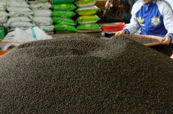 Hồ tiêu Việt Nam lập đỉnh kim ngạch, bước vào giai đoạn tăng trưởng theo chiều sâu
