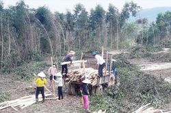Đà Nẵng đóng góp vào tăng trưởng ngành gỗ