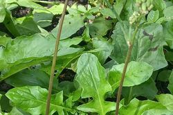 Loài rau mọc hoang như cỏ dại nhưng lại có tác dụng quý chữa bệnh
