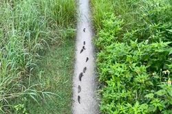 Cá rô đồng xếp hàng trật tự, 'đi bộ' trên đường