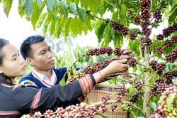 Khi hạt cà phê mở lối du lịch canh nông ở Ia Phí