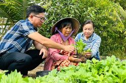 Nông dân Phường Lý Văn Lâm tất bật vụ hoa, dưa Tết