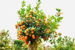 Độc đáo quất mộc căn tạo tác dáng ngựa trong 10 năm