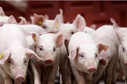 Giá heo hơi hôm nay 17/1: Miền Bắc neo ở mốc 76.000 đồng/kg, miền Nam tăng nhẹ