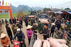 Giá heo hơi hôm nay 18/1: Đỉnh 75.000 đồng thiết lập tại Bắc Bộ