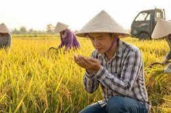 Giá lúa gạo hôm nay 18/1: Thị trường 'lặng sóng'