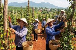 Giá tiêu hôm nay 18/1: Đứt mạch giảm sâu, thị trường nín thở chờ tín hiệu mới