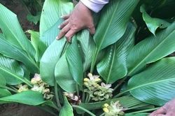 Khả năng chống ung thư từ loài cây mọc khắp vùng quê Việt Nam