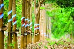 Giá cao su ngày 18/1: Thị trường thế giới giằng co, sàn Tocom giữ mức 349 JPY/kg