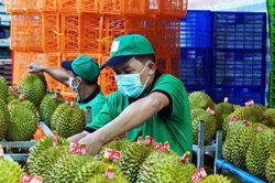 Giá sầu riêng hôm nay 18/1 ổn định, xuất khẩu sang Trung Quốc chiếm gần 50% thị phần