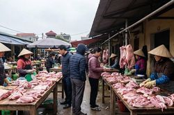 Giá heo hơi hôm nay 19/1: Miền Bắc 'hạ nhiệt' sau đỉnh, miền Nam rục rịch tăng tốc