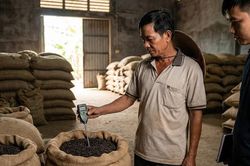 Giá tiêu hôm nay 19/1/2026: Nông dân 'găm hàng' hay bán tháo trước Tết?