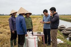 Giá lúa gạo hôm nay 19/1/2026: Áp lực từ thị trường xuất khẩu