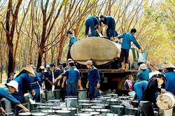 Giá cao su hôm nay 19/1: Sàn Thượng Hải giảm sâu 1,22%, giá mủ trong nước ổn định