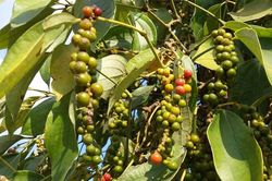Giá tiêu ngày 19/1: Thị trường trong nước lặng sóng, cao nhất 148.500 đồng/kg