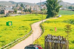 Mộc Châu: Say đắm sắc vàng mùa hoa cải nở rộ nơi cao nguyên