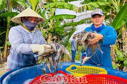 Nông dân Cà Mau kỳ vọng những quyết sách từ Đại hội XIV