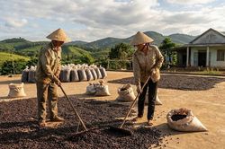 Giá cà phê hôm nay 20/1: Giằng co nghẹt thở trước Tết