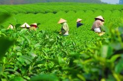 Ứng dụng công nghệ, chuyển đổi số để nâng tầm thương hiệu chè Thái Nguyên