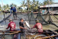 Giá cá tra lập đỉnh lịch sử