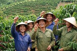 Giá cà phê hôm nay 21/1: Bật tăng 600đ, áp sát mốc lịch sử 100k