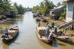 Giá lúa gạo hôm nay 21/1/2026: Lúa thơm vững giá, Nếp rục rịch tăng