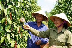 Giá tiêu hôm nay 22/1/2026: Mốc 148.500 đồng có vững?