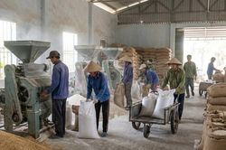 Giá lúa gạo hôm nay 22/1/2026: Gạo nguyên liệu 'ngược dòng' tăng giá