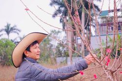 Hà Nội: Làng đào La Cả vượt mưa lũ, chuẩn bị khoe sắc phục vụ Tết